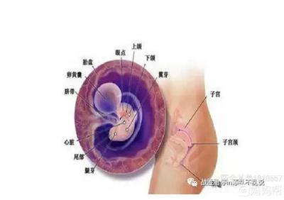 怀孕空囊是母体缺啥吗