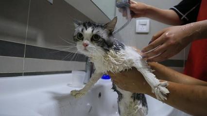 母猫怀孕可以洗澡吗