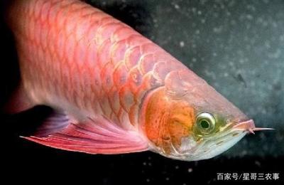 可麗愛魚缸過(guò)濾設(shè)計(jì)不合理怎么辦（可麗愛魚缸過(guò)濾系統(tǒng)改造技巧魚缸干濕分離過(guò)濾系統(tǒng)介紹）