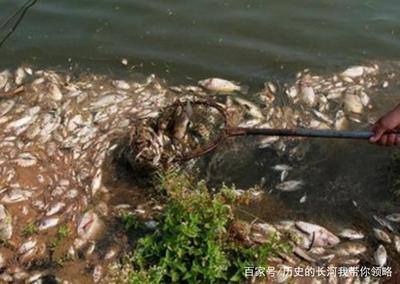 周公解梦梦见鱼死了