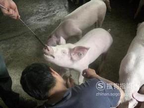 伪狂犬怎么治疗