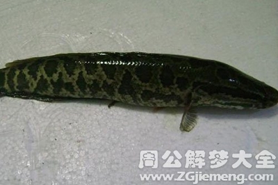孕妇梦到黑色的鱼