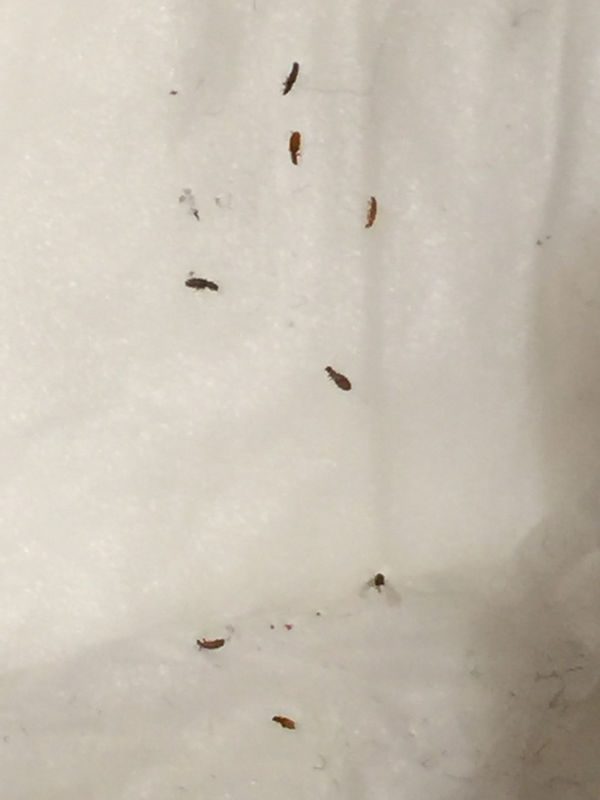 地板虫怎么彻底消灭