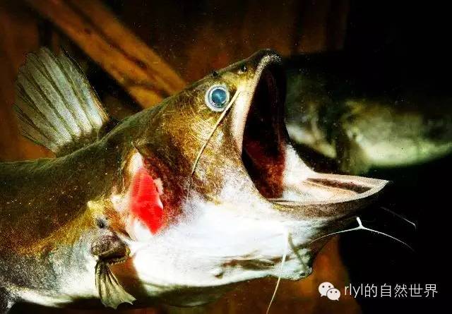 <strong><mark>arowana</mark></strong> eye got white white thing？