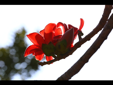 攀枝花市花