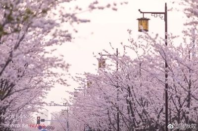 扬州樱花大道在哪里