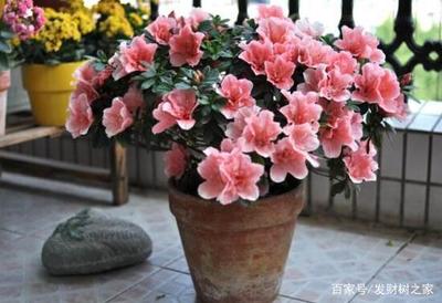 杜鹃花能放卧室吗
