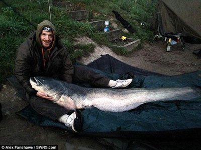 英国最大淡水鱼什么鱼