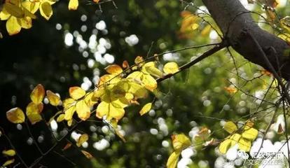 什么树不怕水淹又值钱