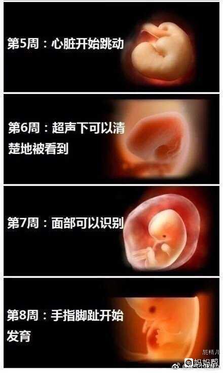胎儿发育过程