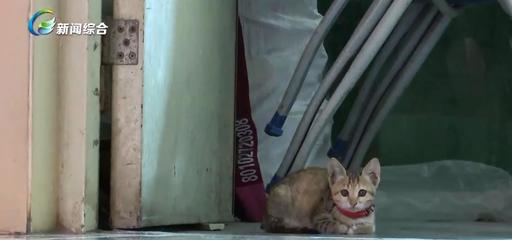 居民楼养猫有规定吗