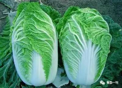 白菜对痘痘