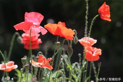 虞美人怎么样