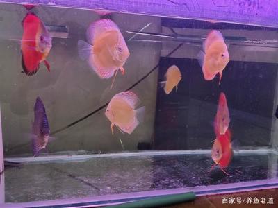 西安市雁塔區(qū)藍天水族觀賞魚經(jīng)銷部（西安市水族魚市） 全國水族館企業(yè)名錄