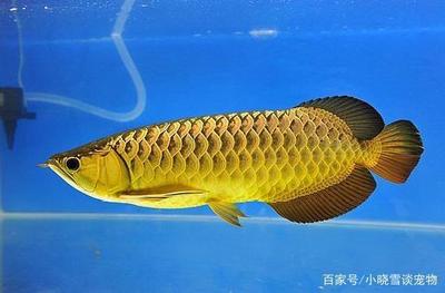 禄丰县金山镇橙柿水族馆（云南省楚雄彝族自治州禄丰县金山镇橙柿水族馆）