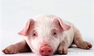 属猪人养什么花旺财