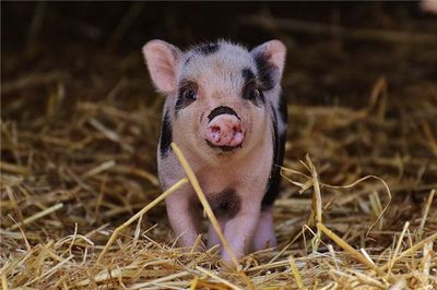 周公解梦大全，梦到猪的寓意与解析