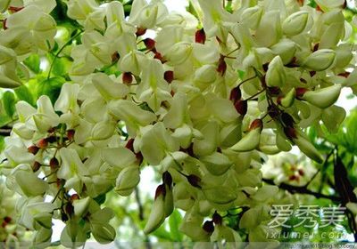 孕妇能吃槐花饼吗