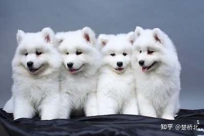 属狗的人适合养猫吗