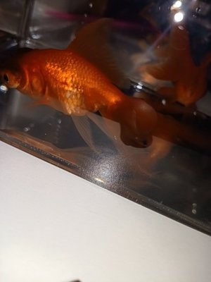 金鱼怎么怀孕