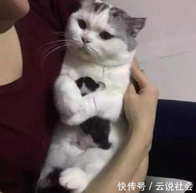 怀孕可以抱猫吗