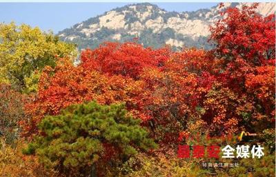 泰山在哪里个城市 有什么特点