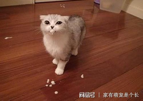 猫口吐白沫是怎么回事