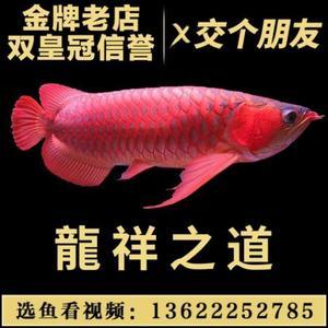 濰坊市坊子區(qū)英杰觀賞魚銷售中心（濰坊市坊子區(qū)英杰觀賞魚銷售中心地址）