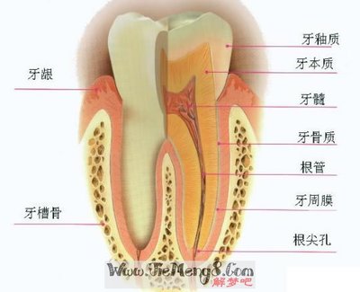 周公解梦牙齿松动