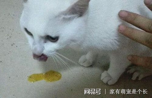 吃啥吐啥是怎么回事