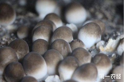 怎么样种蘑菇