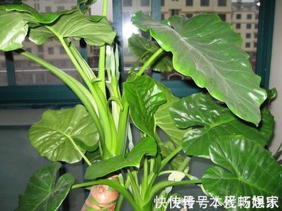 虎刺梅摆放风水
