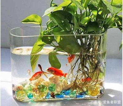 老魚匠殺菌燈壽命（老魚匠殺菌燈壽命多久）