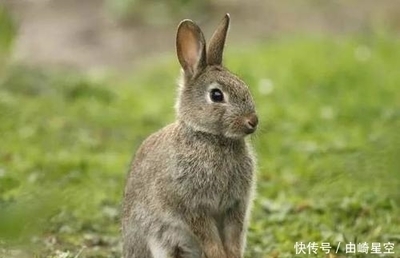 迷途知返的生肖