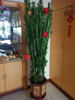 室内植物有哪些好养