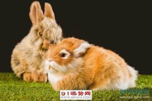 87年属兔今年多大