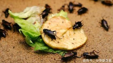 家里出现蟑螂什么原因