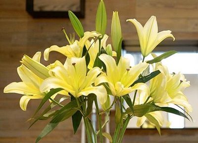 百合花孕妇可以闻吗