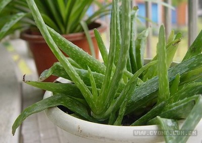 什么植物祛斑效果最好