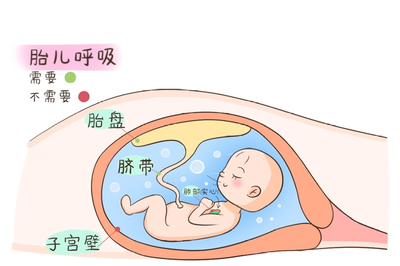 胚胎和胎儿