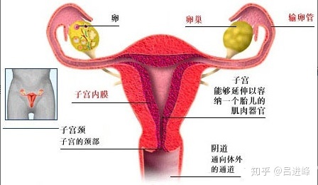 宫颈炎影响怀孕吗