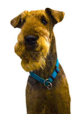 terrier dog