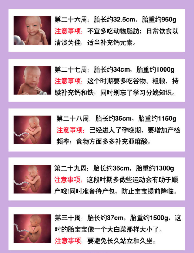 怀孕26周胎儿有多大
