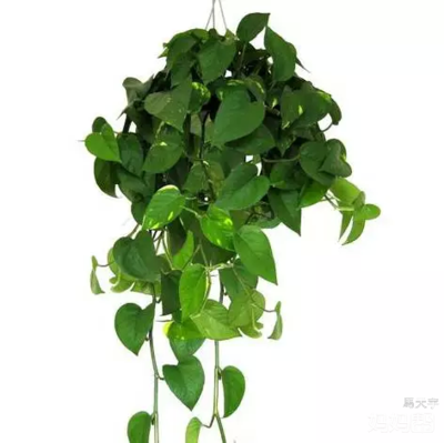 孕妇房间能放绿萝吗