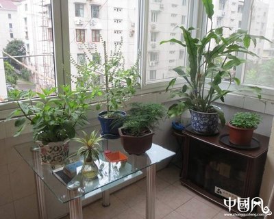 阳台种什么树