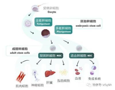 干细胞面膜是什么