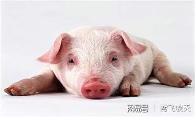 属猪2017年运势及运程