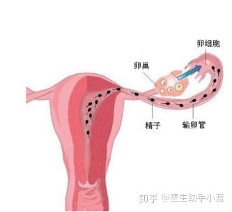 泌乳素影响怀孕吗