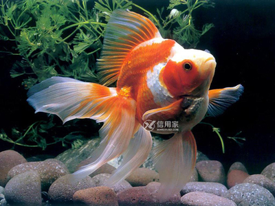锦鲤风水鱼养几条好