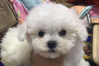 两个月比熊会掉毛吗